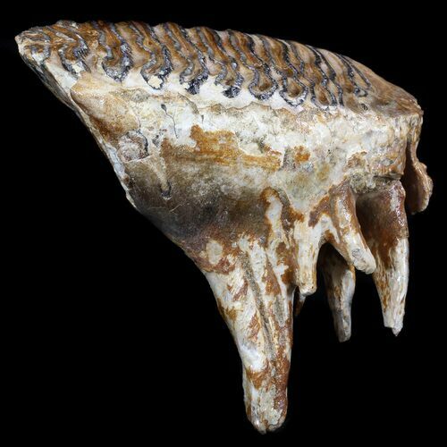 Juvenile Woolly Mammoth Molar - North Sea Deposits #35702